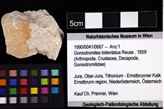 Foto (Objket + Etiketten) von Goniodromites bidentatus (Reuss, 1859) 